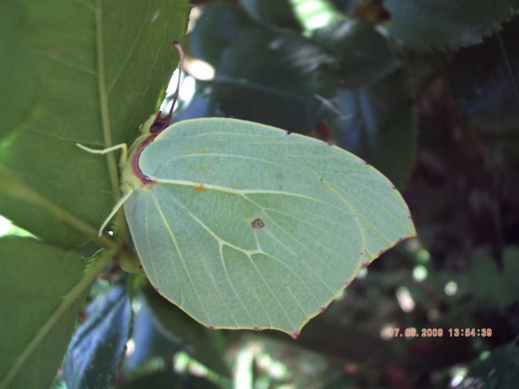 da identificare - Gonepteryx sp.